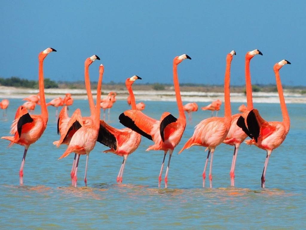 Заповедник рио лагартос – фламинго и розовое озеро