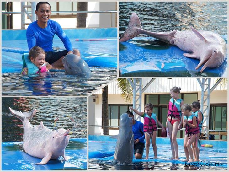 Где в таиланде поплавать с дельфинами?