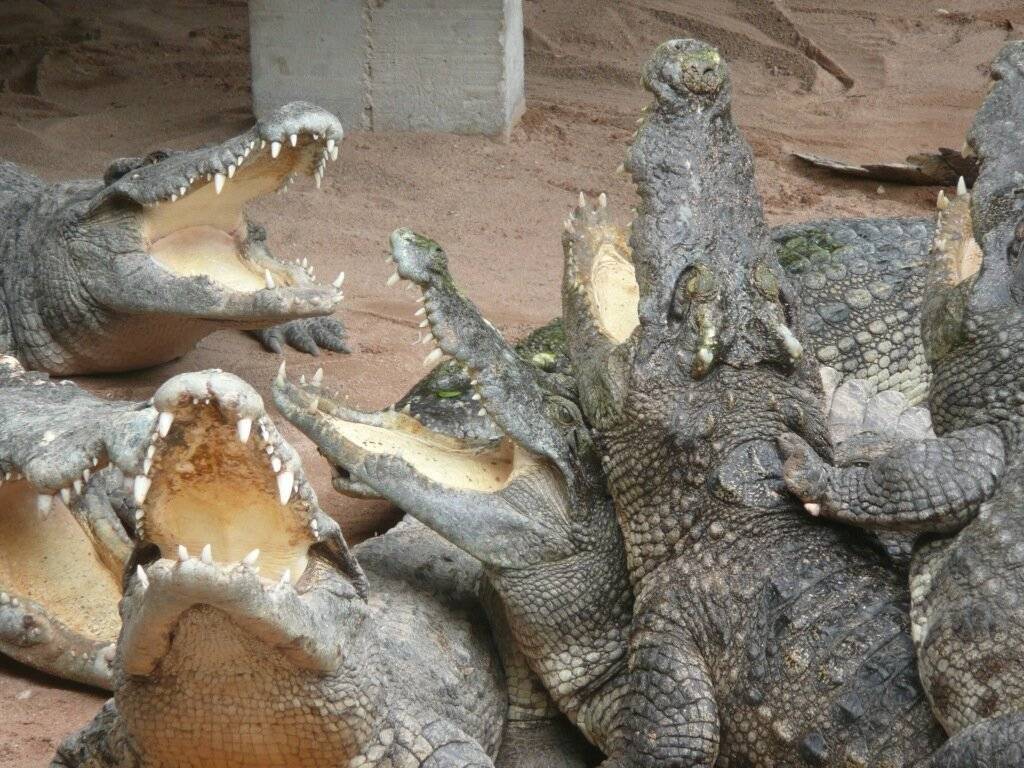 Крокодилы в тайланде. надо ли бояться туристам этих «собачек»