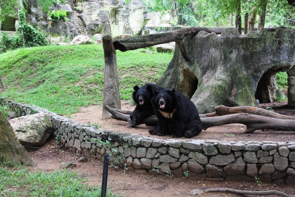 Зоопарк кхао кхео паттайя самостоятельно - всё о тайланде