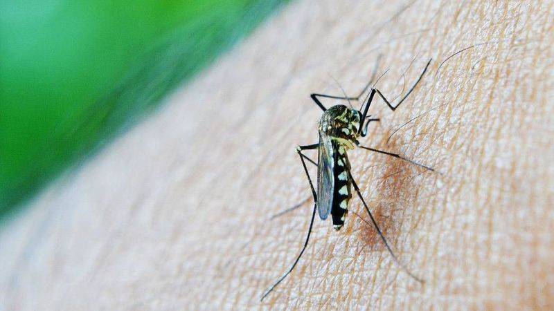 Лихорадка денге в таиланде, симптомы, лечение и профилактика