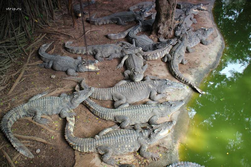 Крокодиловая ферма в паттайе и парк миллионолетних камней наш отзыв