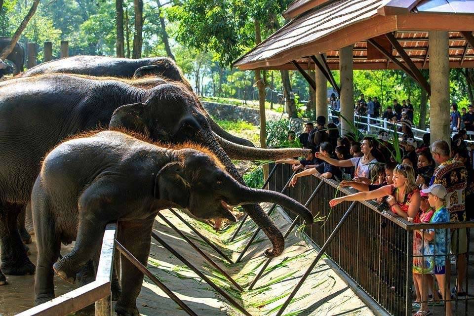 Зоопарк кхао кхео: как доехать и добраться до него из паттайи самостоятельно