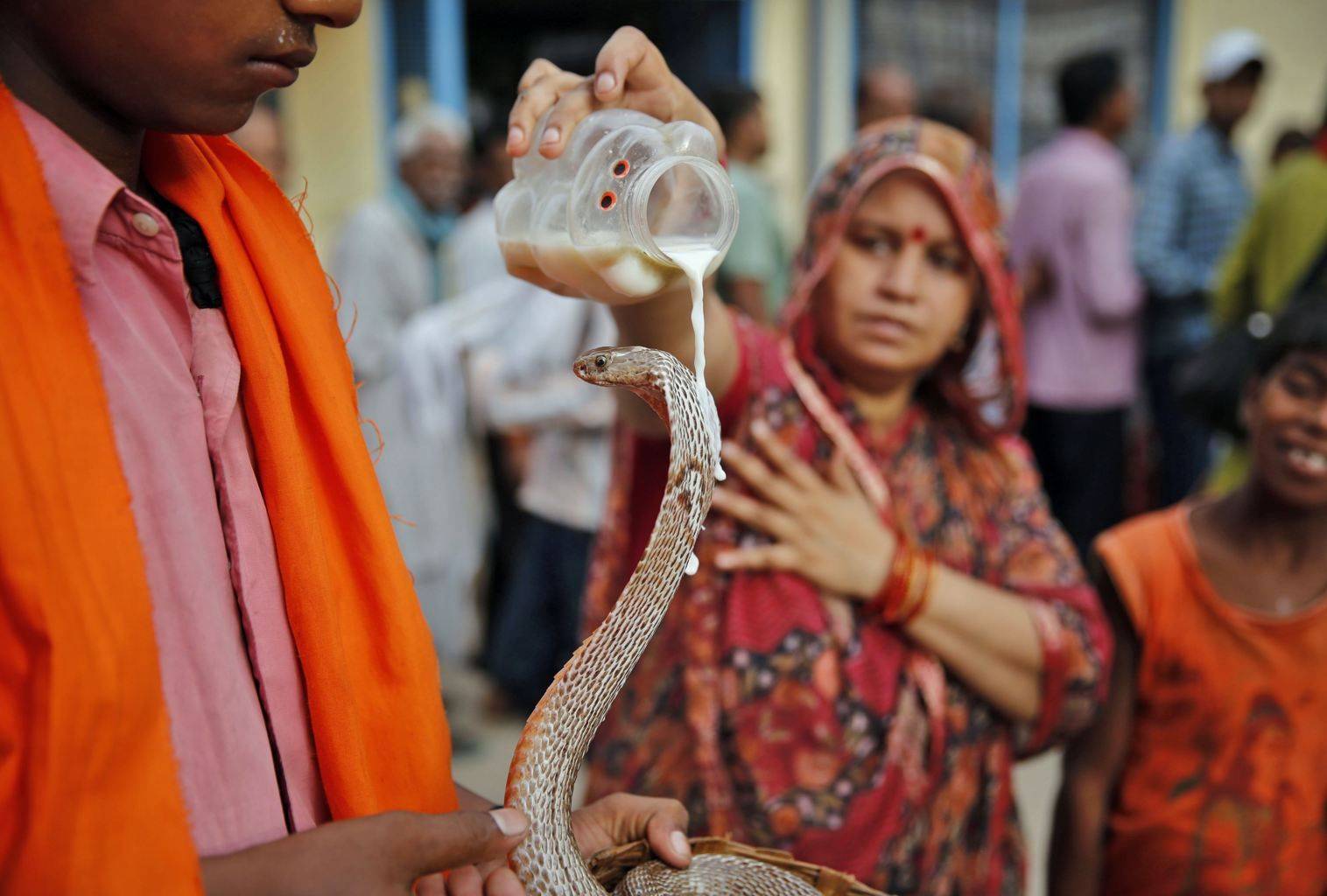 Фестиваль кобр в Индии