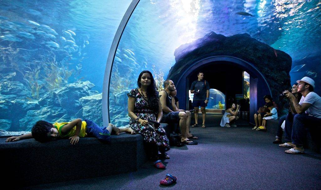 Океанариум siam ocean world в бангкоке – так удобно!  traveltu.ru