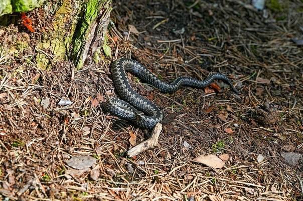 Как защититься от змей на даче и в лесу