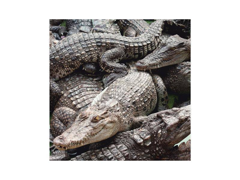 Есть ли в тайланде крокодилы - всё о тайланде