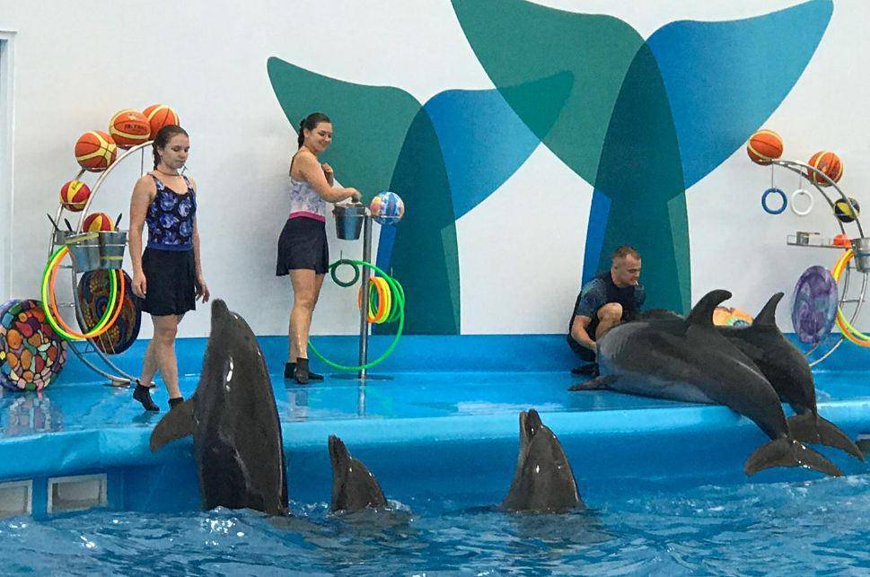 Где в таиланде поплавать с дельфинами? (видео)