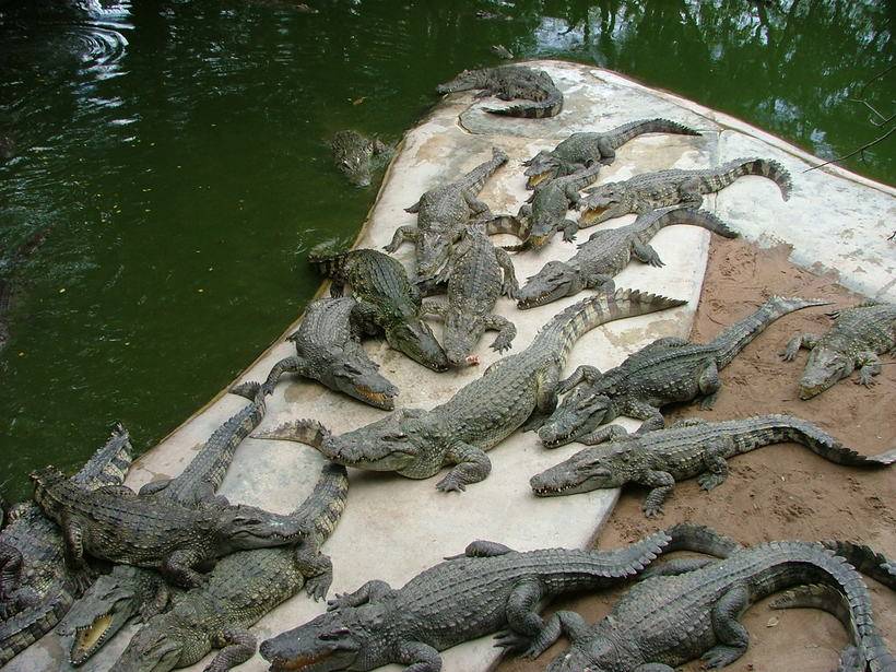Everglades alligator farm (ферма аллигаторов в эверглейдс)