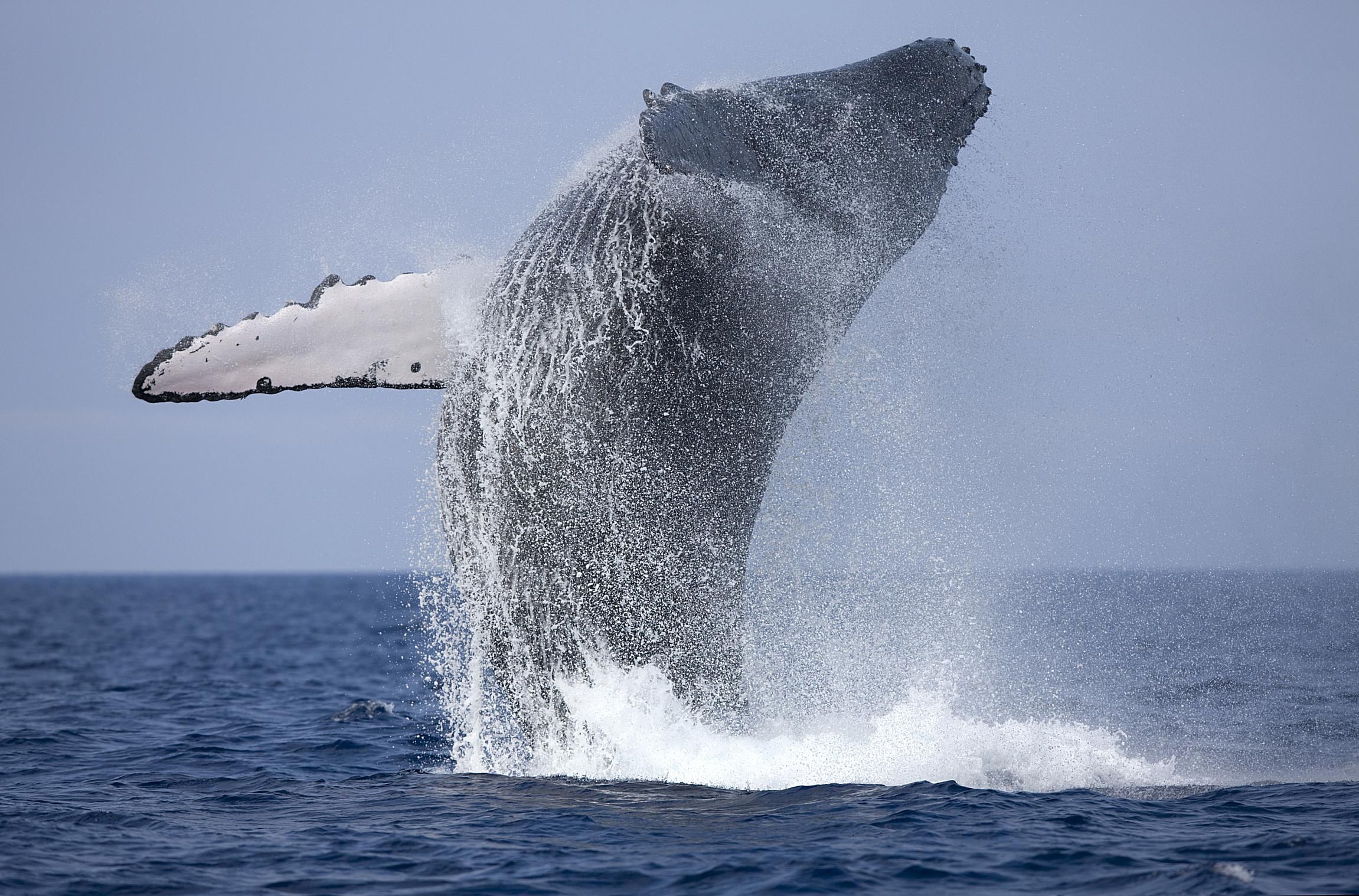 Как осуществить мечту и поплавать с китами в дикой природе