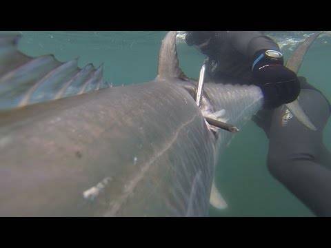Адриатическое море - акулы пугают туристов. италия, черногория, хорватия