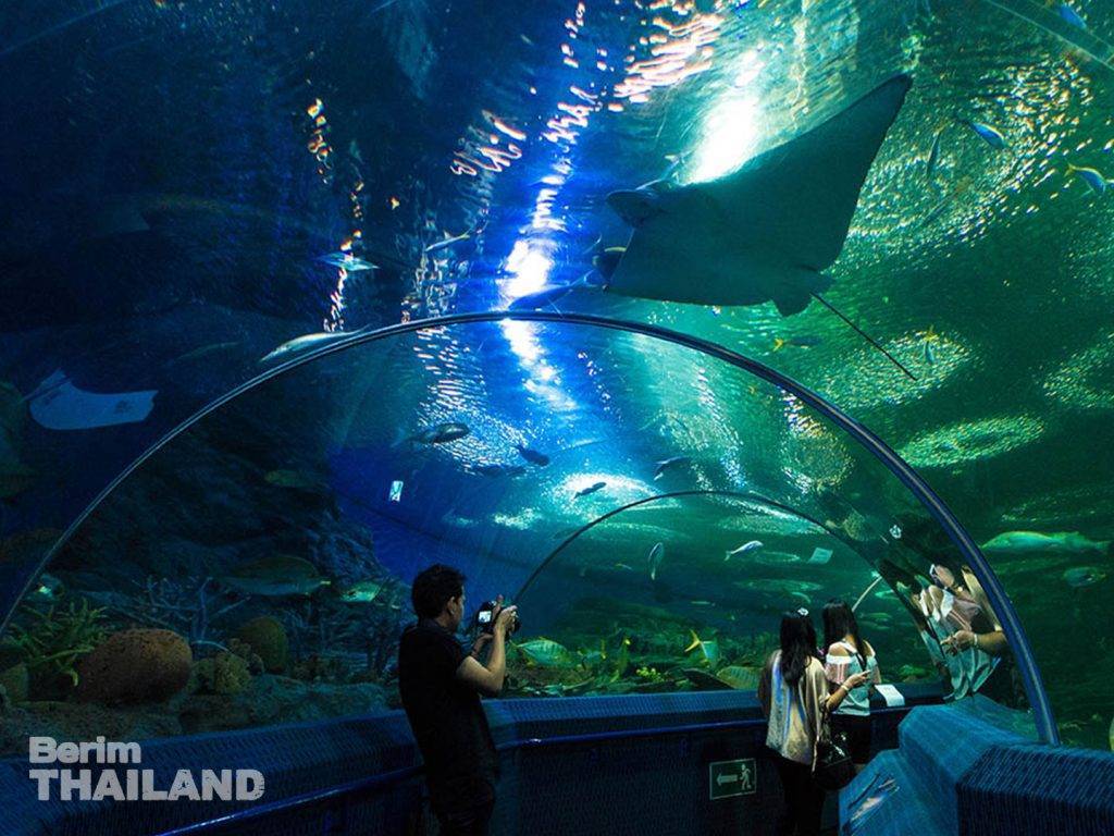 Дневник путешественницы. зоопарк и океанариум в бангкоке