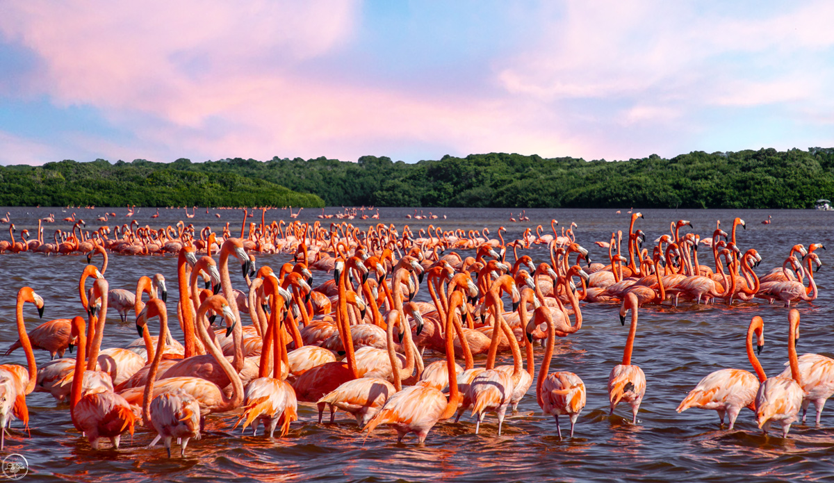 Розовое озеро и фламинго в заповеднике рио лагартос