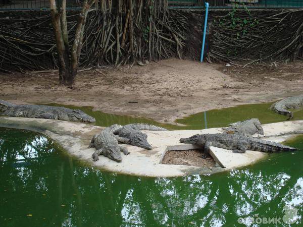 Парк миллионолетних камней и крокодиловая ферма паттайи | дороги мира