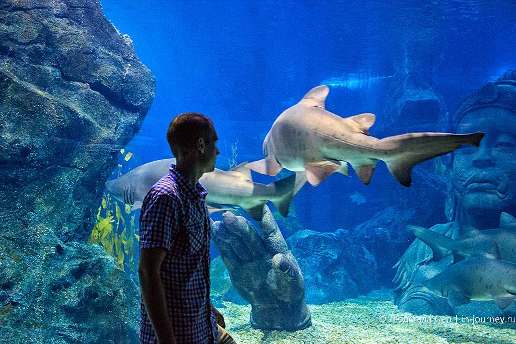 Ocean world. Бангкок океанариум Siam Ocean World. Сиам парагон океанариум. Самарский океанариум акулы. Океанариум Siam Ocean World растения.