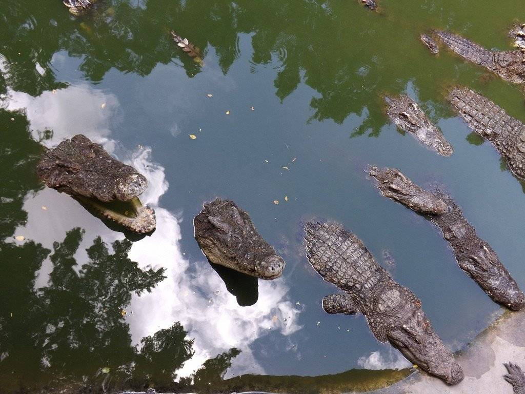 Парк камней и крокодиловая ферма в паттайе: как добраться, фото