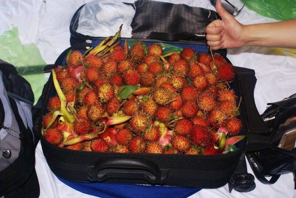 Какие фрукты нельзя вывозить из таиланда в 2021 ???? подробный список запрещенных к вывозу плодов