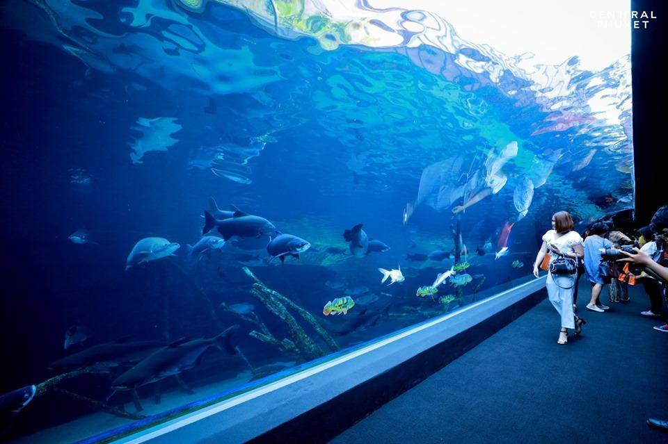 Экскурсия в океанариум aquaria phuket | экскурсии на пхукете | пхукет экскурсии | экскурсии на пхукете сезон 2021