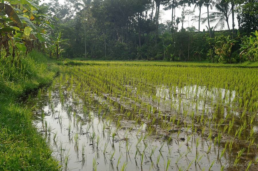 Рисовые террасы на бали: тегаллаланг, джатилувих, советы туристам