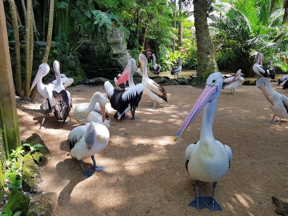 Парк птиц на бали