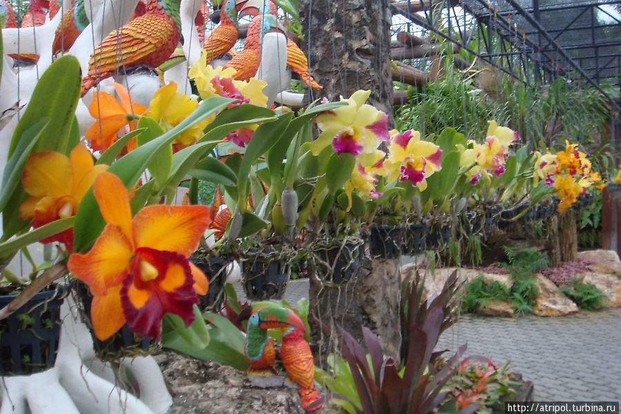 Сад специй, камней и орхидей в паттайе
