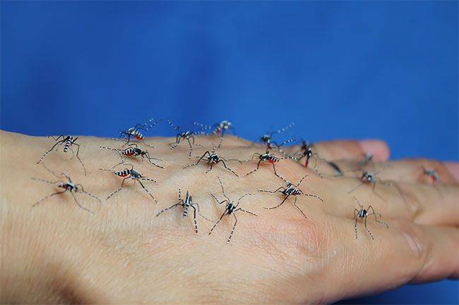 Лихорадка денге лечение и страховка – сайт винского