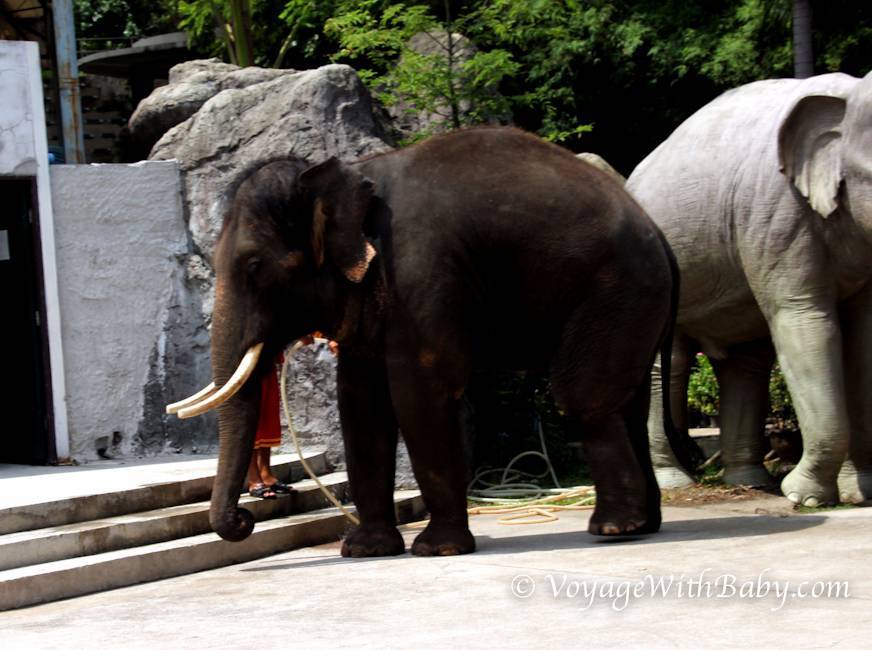 Бангкок для детей. зоопарк дусит и парк люмпини. | блог жизнь с мечтой!
бангкок для детей. зоопарк дусит и парк люмпини.