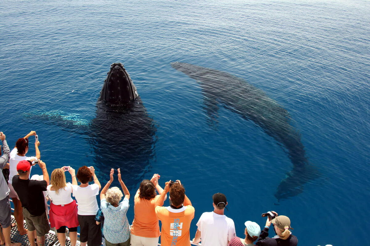 Как увидеть китов на Шри-Ланке