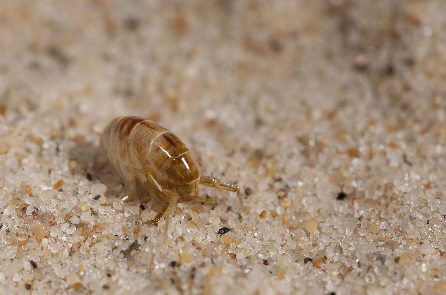 Песчаные мухи — чем лечить укусы и как защититься