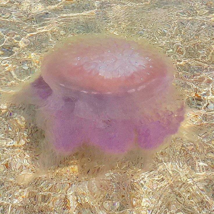 Медузы в таиланде