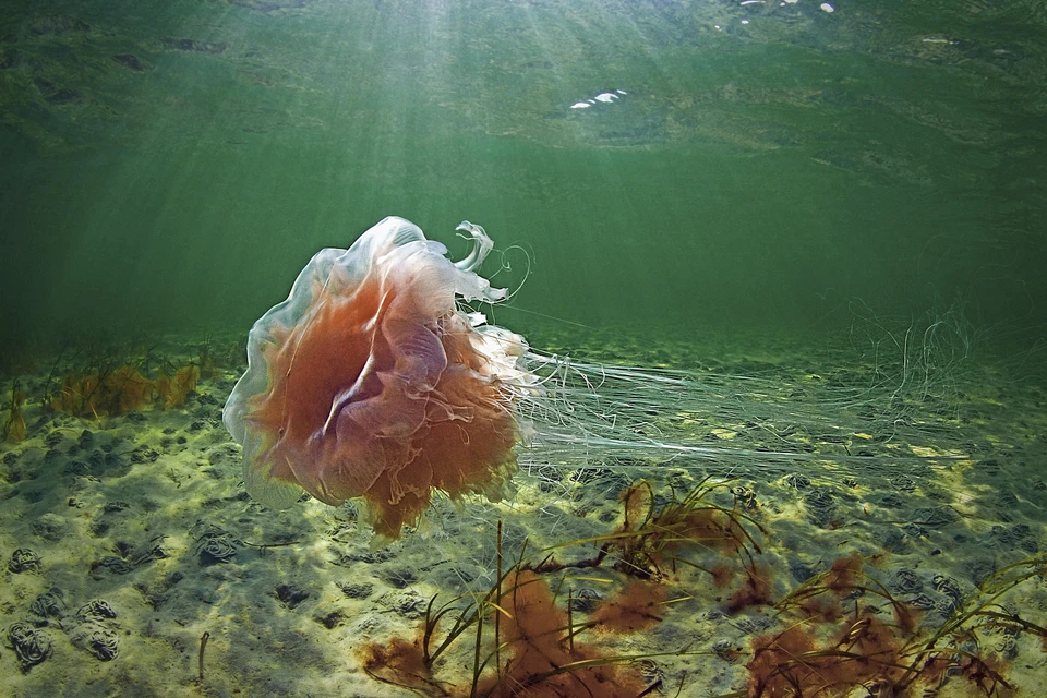 Как правильно избежать укуса медузы в тайланде