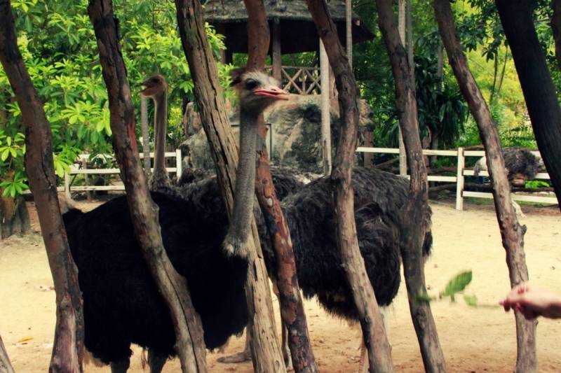 Лучший в мире зоопарк кхао кхео в паттайе,тайланд