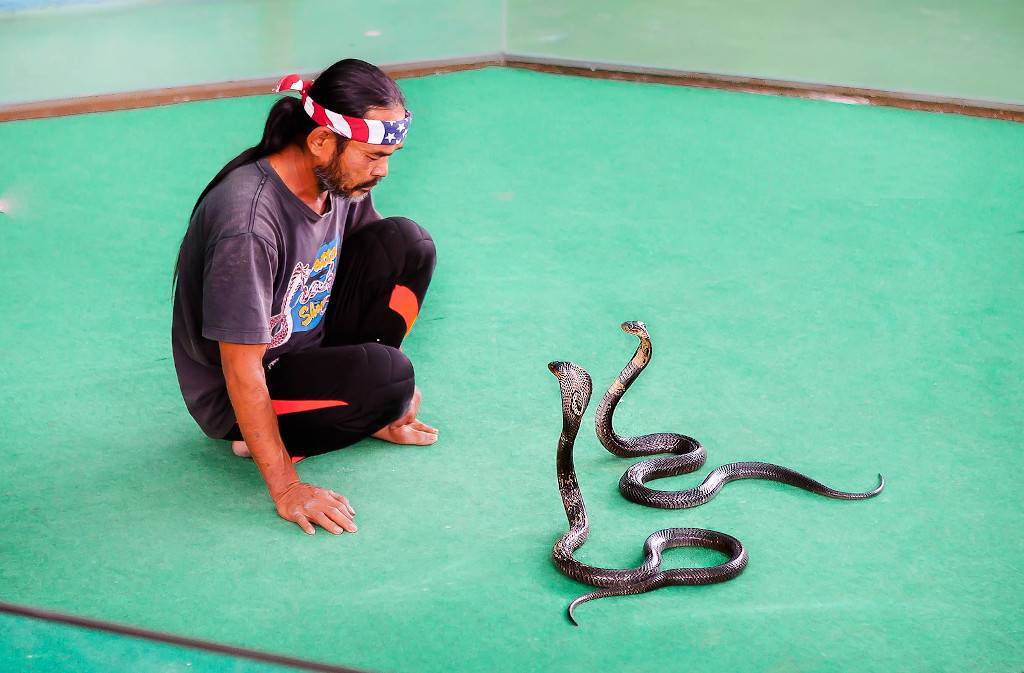 Отдых со змеями и крокодилами: зачем ехать в бангкок, и сколько это стоит