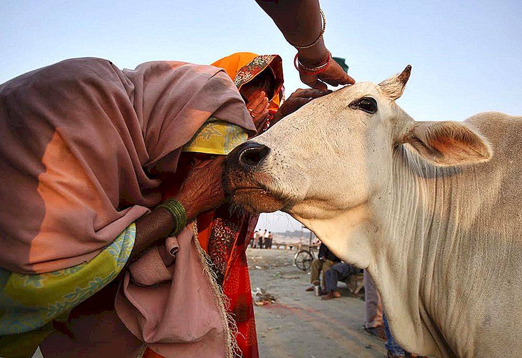 Священное животное в индии: коровы и их почитание, легенды