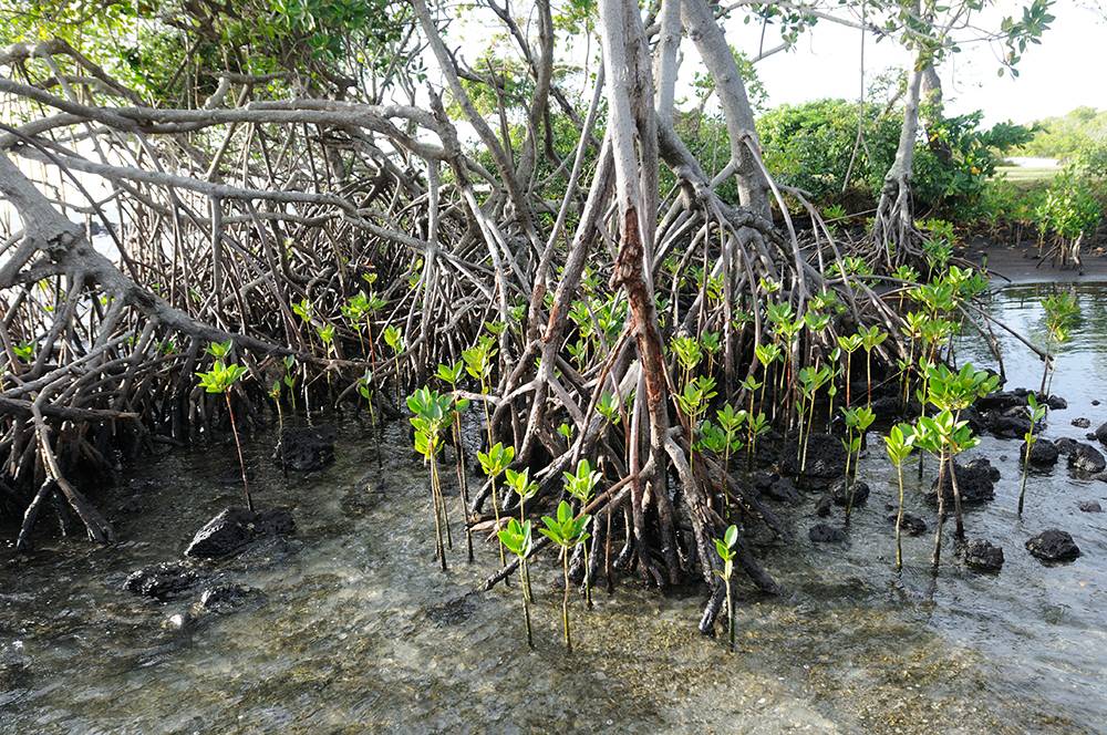 Что такое мангры и где их посмотреть в таиланде