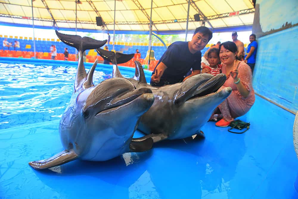 Купание с дельфинами в паттайе - всё о тайланде