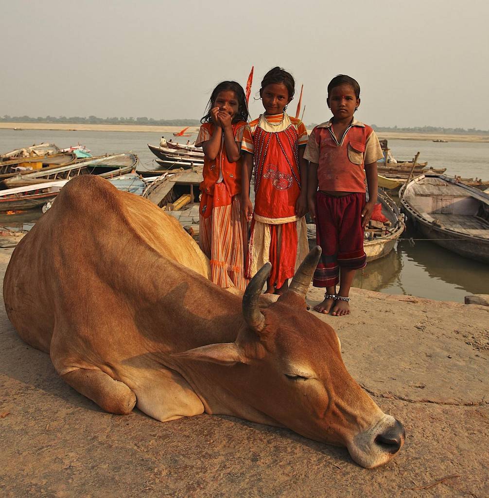 Индийская корова: история священных домашних быков