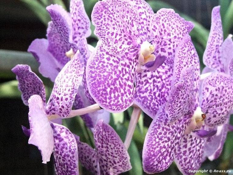 Про отель пхукет орхид 4* (phuket orchid) - честно и полно