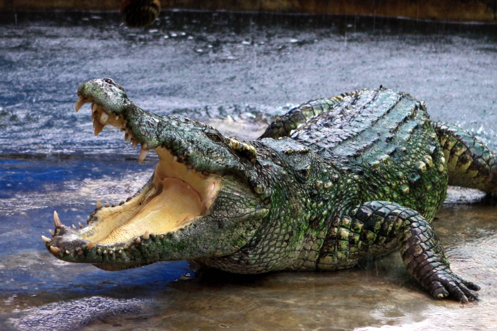 На деревню к крокодилу: зачем подмосковные фермеры разводят рептилий