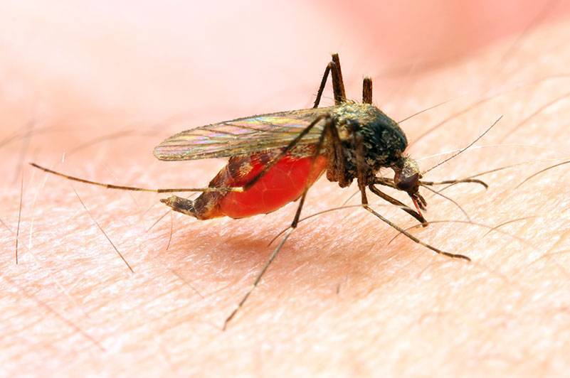 Малярия в тайланде