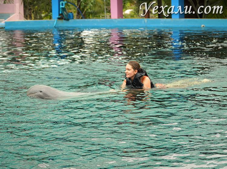 Дельфинарий dolphin world
