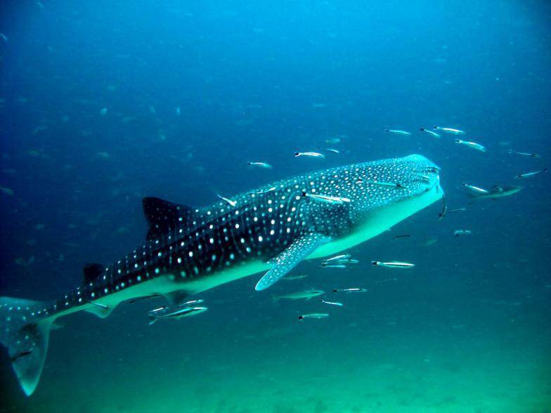 Какие акулы водятся в черном море и опасны ли они для человека?