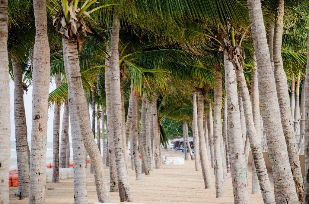 Пляж донгтан в паттайе: фото, отели, отзывы, карта