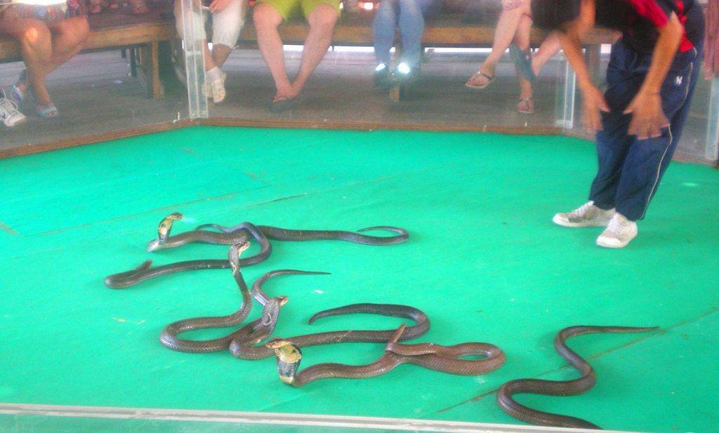 Змеи в тайланде: я встретил 6 штук