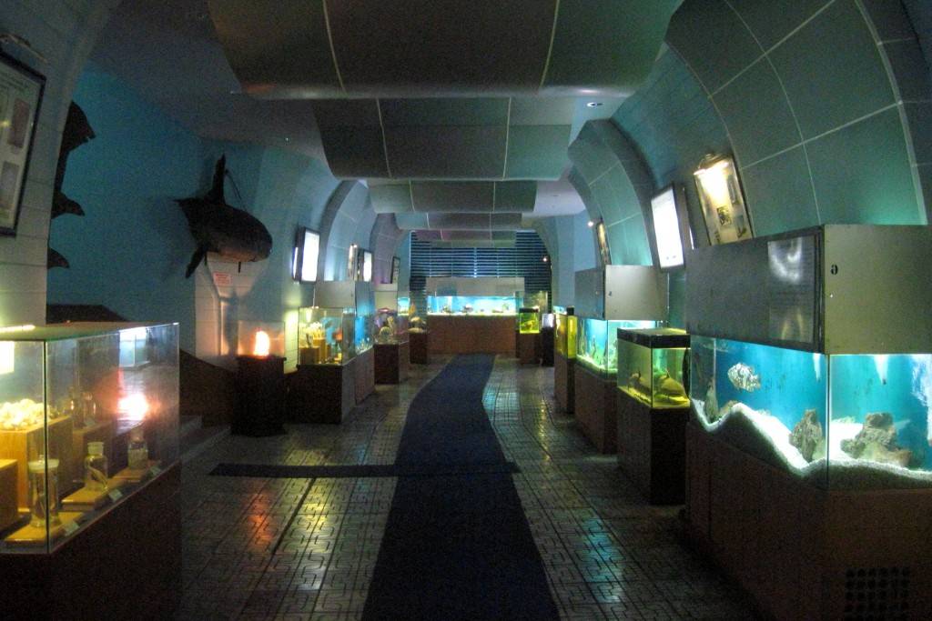Океанографический музей в нячанге: стоит посетить и взрослым, и детям! | блог о приключениях ксюши и славы наймушиных