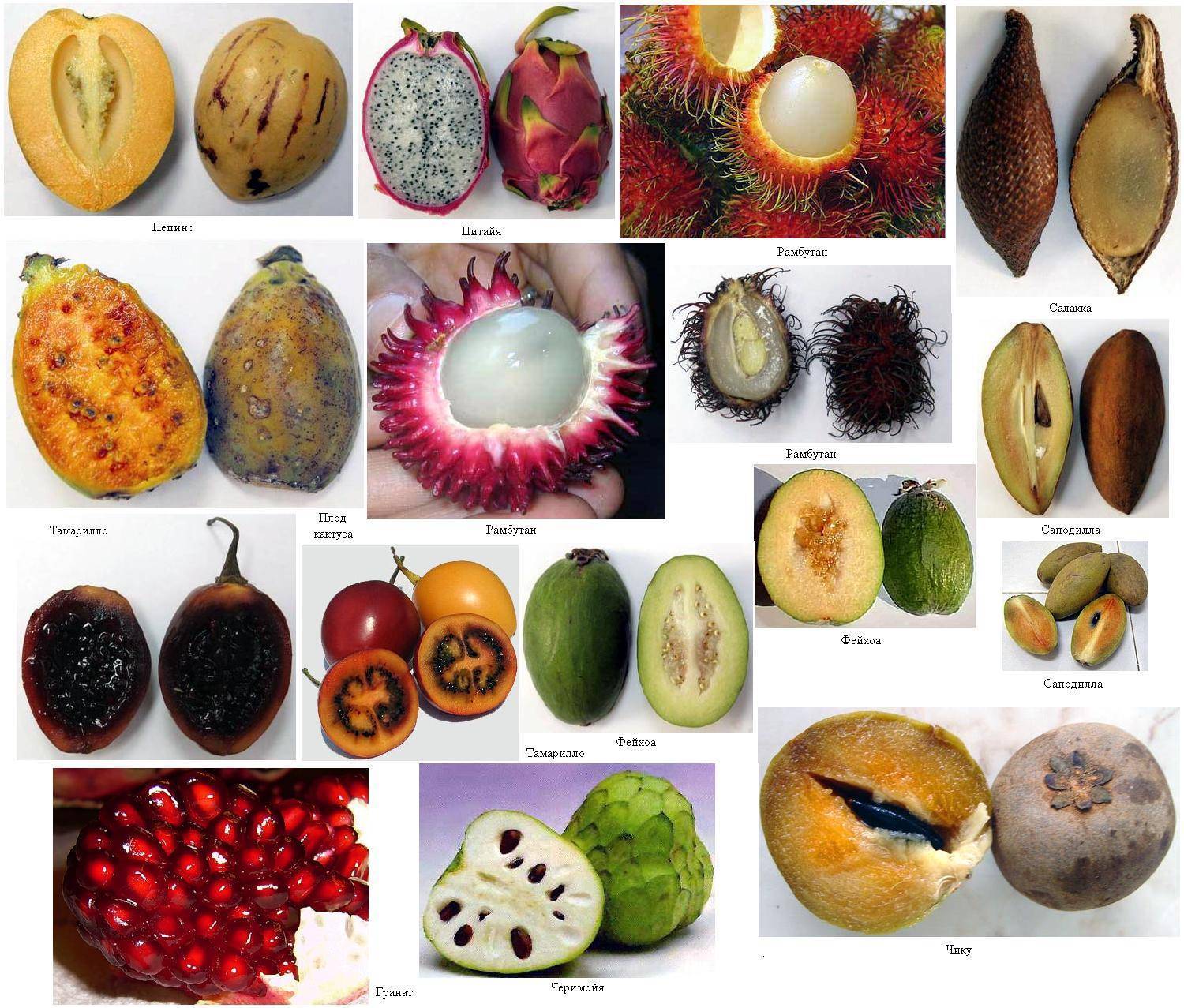 Как определить фрукт по фото