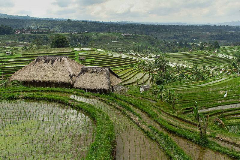 Как растет рис на бали?
