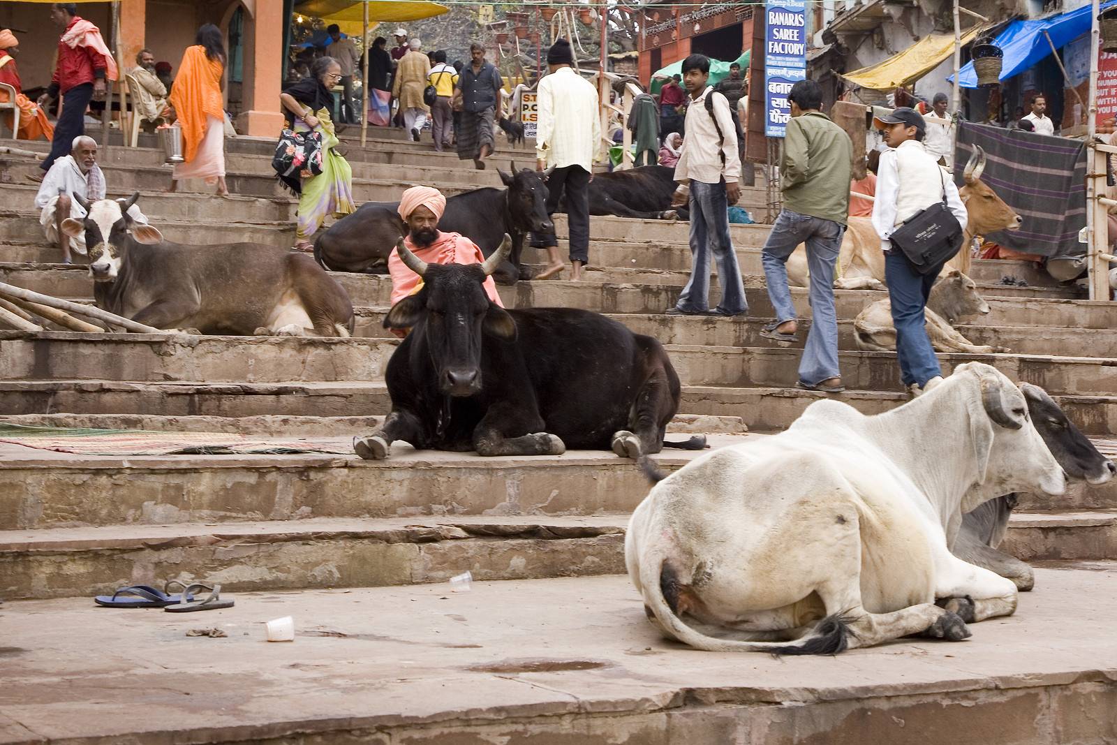 Традиции индии: почему в этой стране корова признана священным животным? почему в индии корова – священное животное?