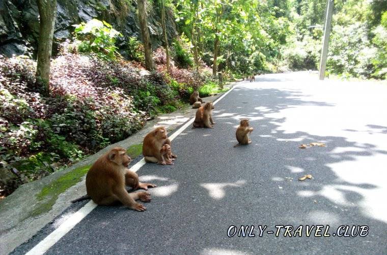 Гора обезьян на пхукете - monkey hill вход бесплатный