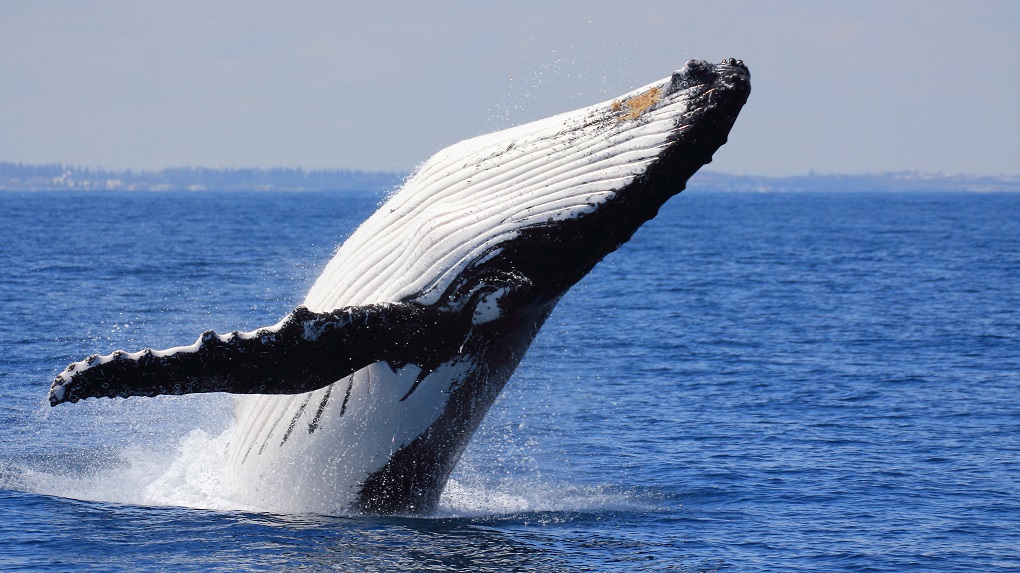 Где посмотреть на китов в живой природе? - статья мандрии
где посмотреть на китов в живой природе? - статья мандрии